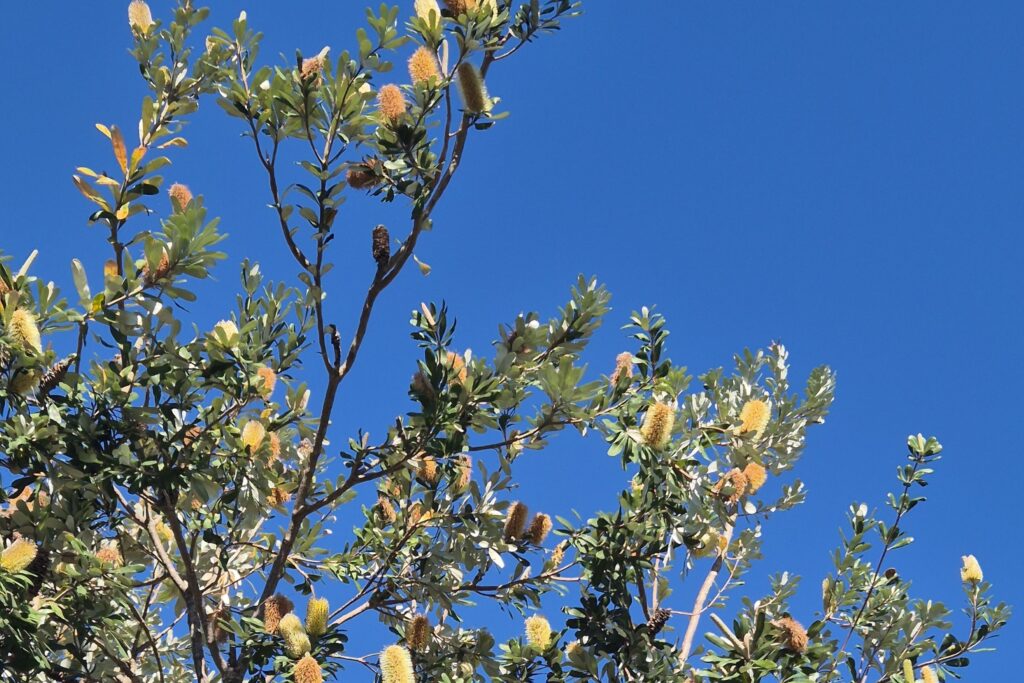banksias_carousel