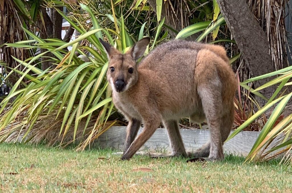 Wallaby_carousel