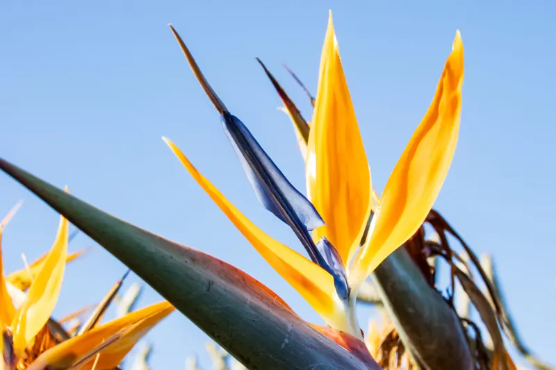 Yellow bird-of-paradise flower in the resort gardens